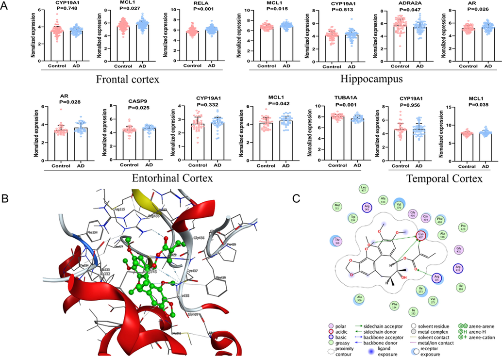 (A) Targets of Sc-AT against AD in the control and AD groups of the GEO dataset. (Entorhinal cortex, n = 39 in each group. Hippocampus, n = 66 in the control group, n = 74 in the AD group. Frontal Cortex, n = 88 in the control group, n = 73 in the AD group. Temporal cortex, n = 39 in the control group, n = 52 in the AD group. Values are presented as the mean ± SD.) Molecular docking results. （B）The 3D interaction diagrams of aromatase. (C) The 2D interaction diagrams of aromatase.