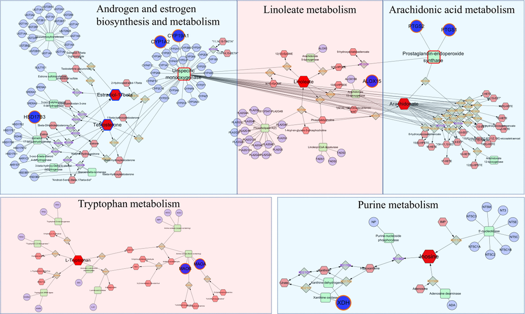 The compound-reaction-enzyme-gene networks of the key metabolites and targets. The red hexagons, grey diamonds, green round rectangle, and blue circles represent the differential metabolites, reactions, proteins, and genes, respectively, and the target determination metabolites with a blue border. The key metabolites, proteins, and genes were magnified.