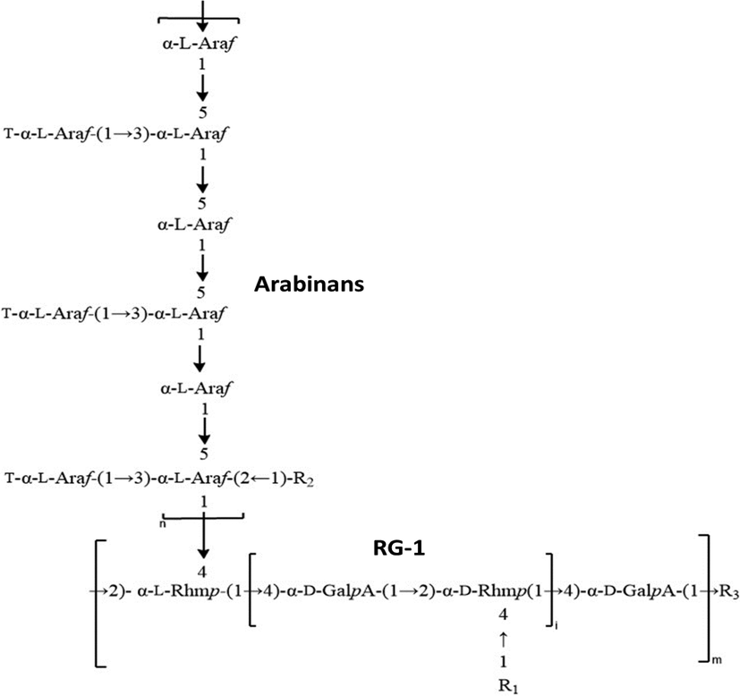 Possible structure of LSM; proposed as RG-1 bridge-linked Arabinans.