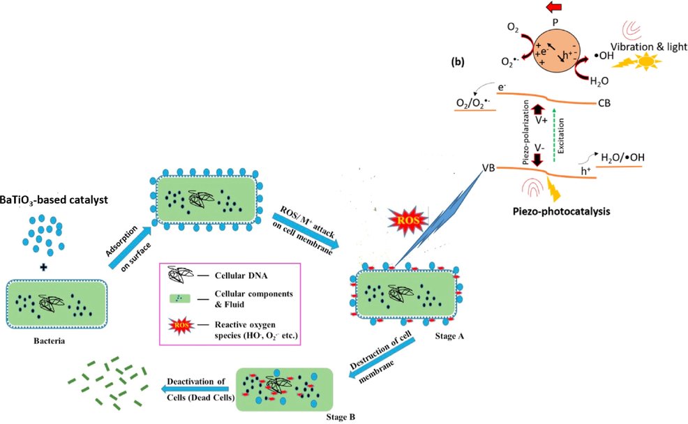 Possible photocatalytic bacterial disinfection mechanism (Laxma Reddy et al., 2017).