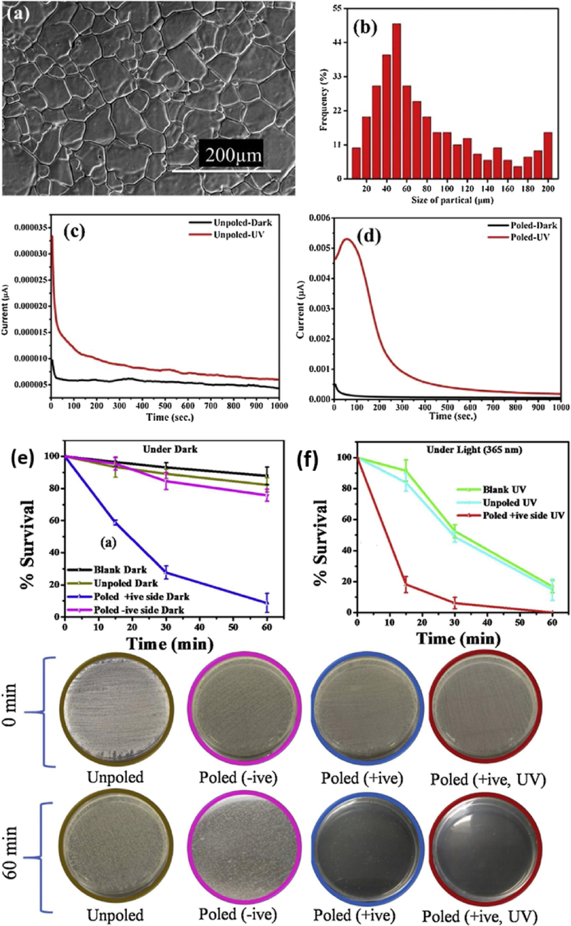 (a-b) SEM images and particle size of BaTiO3, (c-d) photocurrent response under dark and UV light, catalytic degradation of bacteria under (e) dark and (f) UV light (Kumar et al., 2019b).