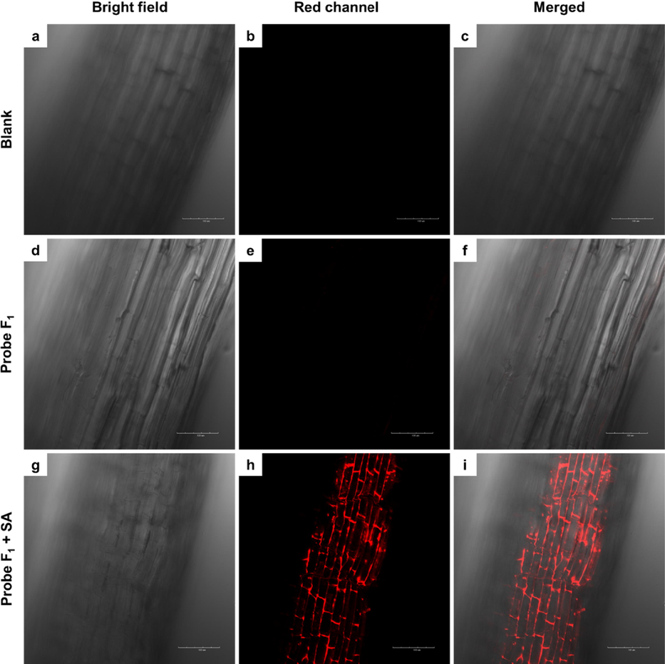 Laser scanning two-photon fluorescence microscopy images of cucumber root: (a) bright-field and (b) fluorescence images of cucumber root, (c) the merged image of (a) and (b); (d) bright-field and (e) fluorescence images of cucumber root incubated with 30 µM probe F1 for 3 h at 25 ℃, (f) the merged image of (d) and (e); (g) the bright-field and (h) fluorescence image of cucumber root incubated with 30 µM probe F1 for 3 h and then 300 µM SA for 2 h at 25 ℃, and (i) the merged image of (g) and (h). Red channel, λex = 800 nm.