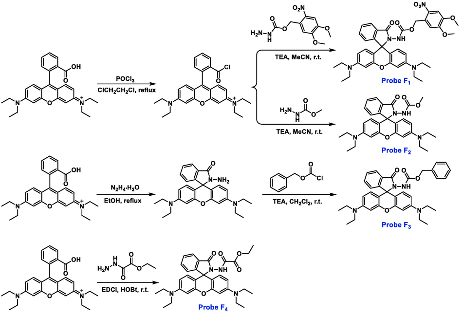 Synthesis and chemical structures of rhodamine-based probes F1-F4.