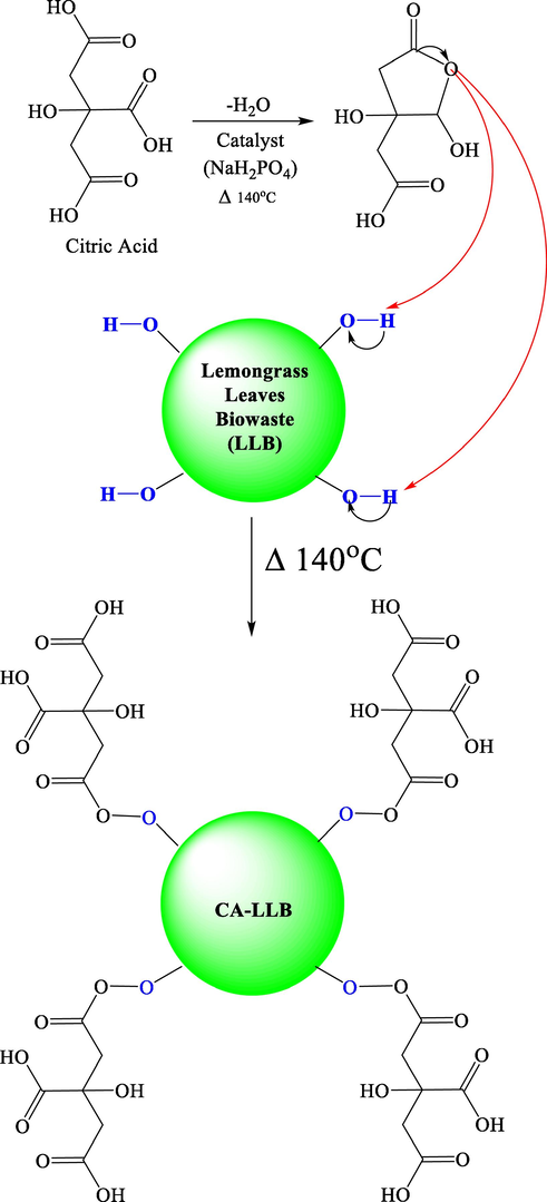 Mechanism of LLB modification with citric acid.