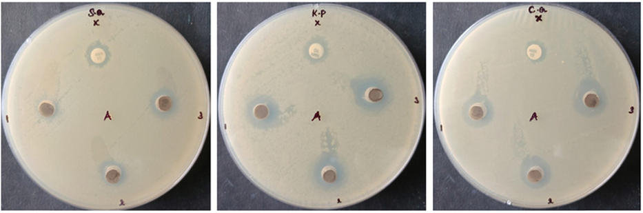 Antimicrobial activity of SnNiCoO2 NPs. NMs of CeO2 inhibit the growth of S. aureus, K. Pneumonia, and C. albicans.