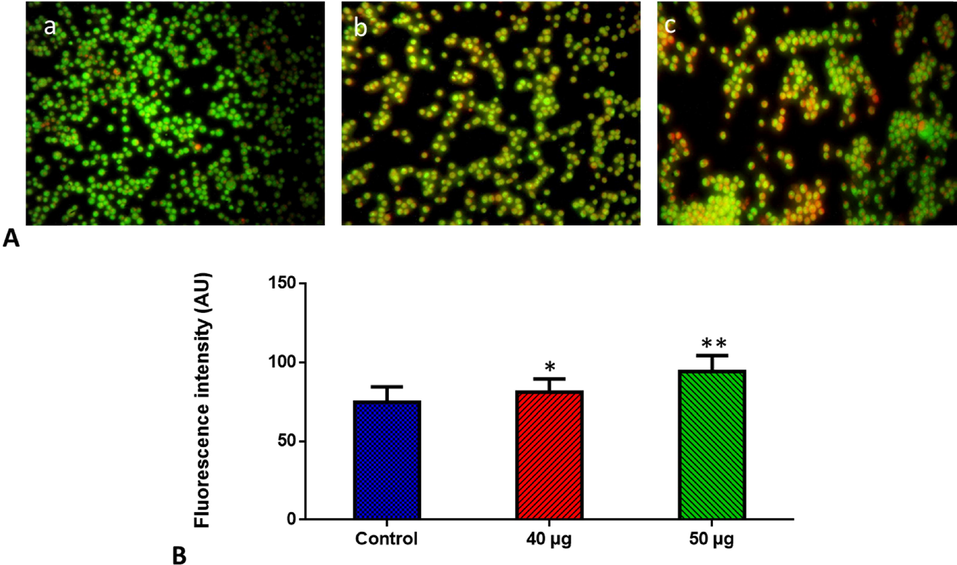 Effect of SnNiCoO2 NPs on the apoptotic cell death in the blood cancer MOLT-4 cells for 24 h. Acridine orange and ethidium bromide (1:1), was used to stain the cells, then analyzed by fluorescence microscopy (Labomed, USA). The control cells showed green fluorescence that indicates living cells without apoptosis. The SnNiCoO2 NPs tested cells showed yellow and orange fluorescence, which indicates early and late apoptotic cell death, respectively with condensed or fragmented nuclei and necrotic cells. Panel A; Control (a) (untreated cells), SnNiCoO2 NPs-treated cells; 40 µg/ml concentration (b) and 50 µg/ml concentration (c). Panel B; Arbitrary Units (a.u.) of fluorescent Intensity from the control and treated cells incubated at 37 °C were measured by a fluorescence microplate reader. *p < 0.05 compared to the “Control” group and **p < 0.005 compared to the “Control” group.