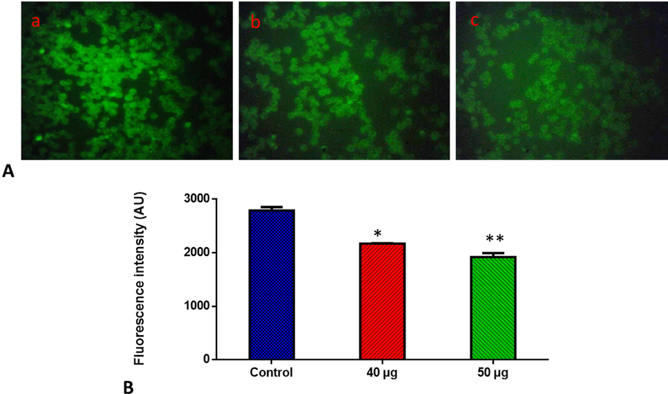 Effects of SnNiCoO2 NPs on the mitochondrial membrane potential in the blood cancer MOLT-4 cells. MOLT-4 cells with SnNiCoO2 NPs present have a decreased mitochondrial membrane permeability. Rhodamine 123 was used to stain the cells. The fluorescent images were captured by a Fluorescence microscope (Labomed, USA). Control cells showed a bright fluorescence that indicates a higher MMP level. The SnNiCoO2 NPs (40 and 50 µg/ml) treated cells showed a dull or decreased green fluorescence, which indicates the reduced MMP level in MOLT-4 cells. Panel A; Control (a) (untreated cells), SnNiCoO2 NPs-treated cells; 40 µg/ml concentration (b) and 50 µg/ml concentration (c). Panel B; Arbitrary Units (a.u.) of fluorescent Intensity from the control and treated cells incubated at 37 °C were measured by a fluorescence microplate reader. *p < 0.05 compared to the “Control” group and **p < 0.005 compared to the “Control” group.