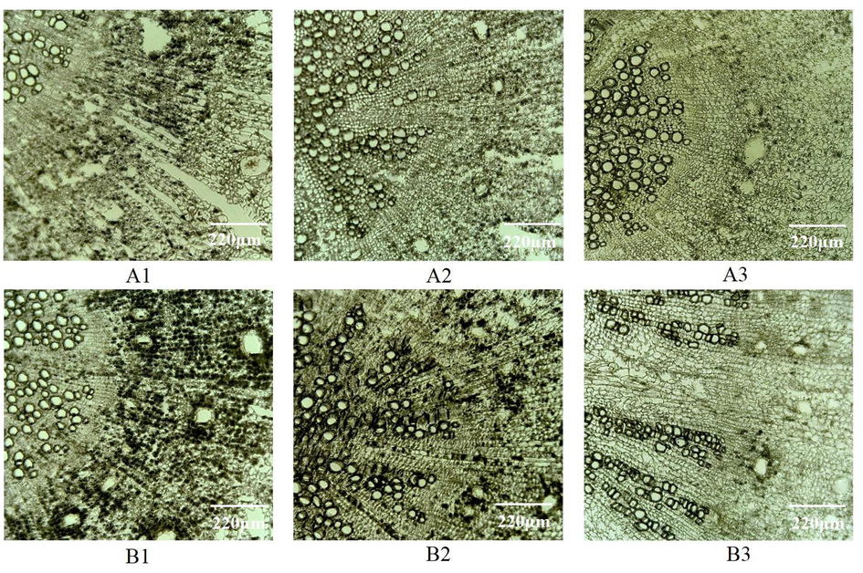 Microscopic observation on frozen sections of Radix Angelicae dahuricae with different thickness Notes: A1:20 µm, A2:25 µm, A3:30 µm, B1:35 µm, B2:40 µm, B3:30 µm.