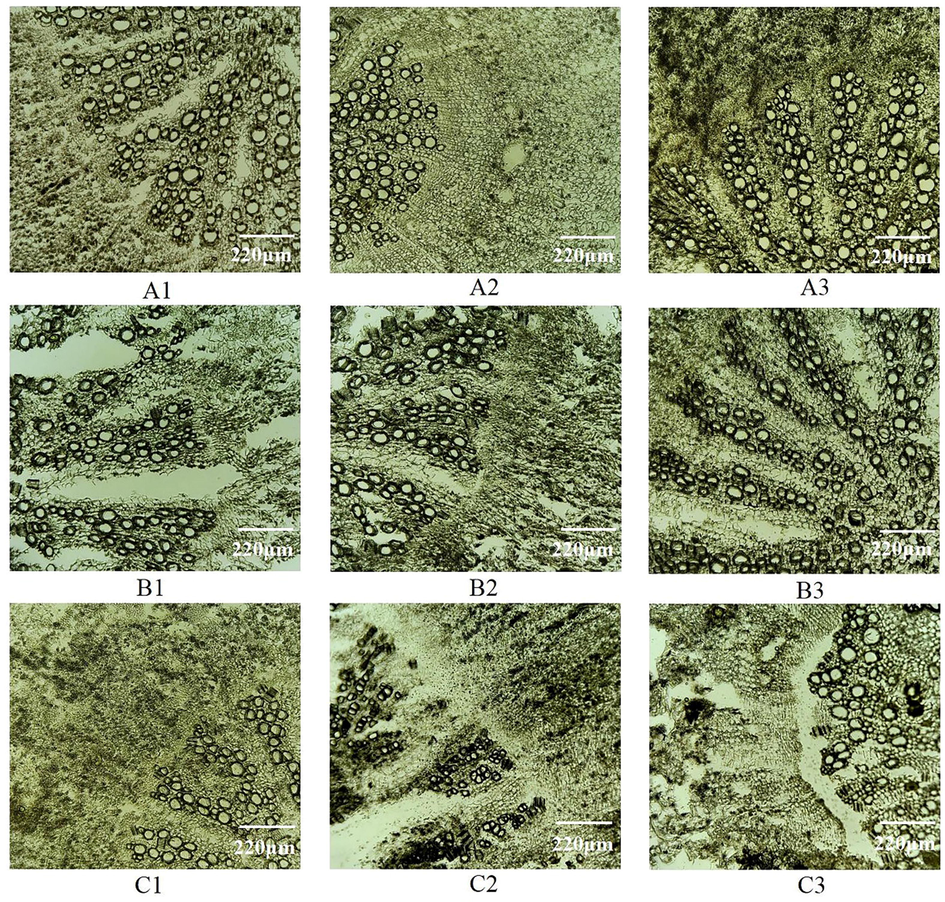 Microscopic observation of frozen sections of Radix Angelicae dahuricae with different sectioning methods Notes: A1: 5% glycerin treatment, A2:15% glycerin treatment, A3:25%glycerin treatment, B1:5% sucrose treatment, B2:15% sucrose treatment, B3:20%sucrose treatment, C1:25% sucrose treatment, C2: distilled water treatment, C3: no cryoprotectant.