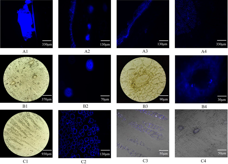 Microstructure and coumarin localization in Radix Angelicae dahuricae Notes: A1 (imperatorin), A2 (cork layer, cork inner layer, phloem), A3 (cork layer, cork inner layer and phloem after ethanol treatment), A4 (cork inner layer, phloem and xylem after ethanol treatment), B2 (cork inner layer secretory cavity), B4 (secretory cavity), C2 (xylem) are the images observed in the DAPI channel of the forward inverted integrated fluorescence microscope. B1 (cork inner layer secretory cavity), B3 (secretory cavity), C1 (xylem) are the images observed in the bright field of the forward inverted integrated fluorescence microscope. C3 (xylem) and C4 (cork inner layer secretory cavity) are the images observed by superimposing the bright field on the LSCM AF405 channel.