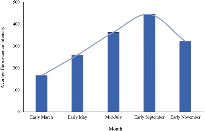 Variation trend of coumarin average fluorescence intensity in Radix Angelicae dahuricae in different periods.