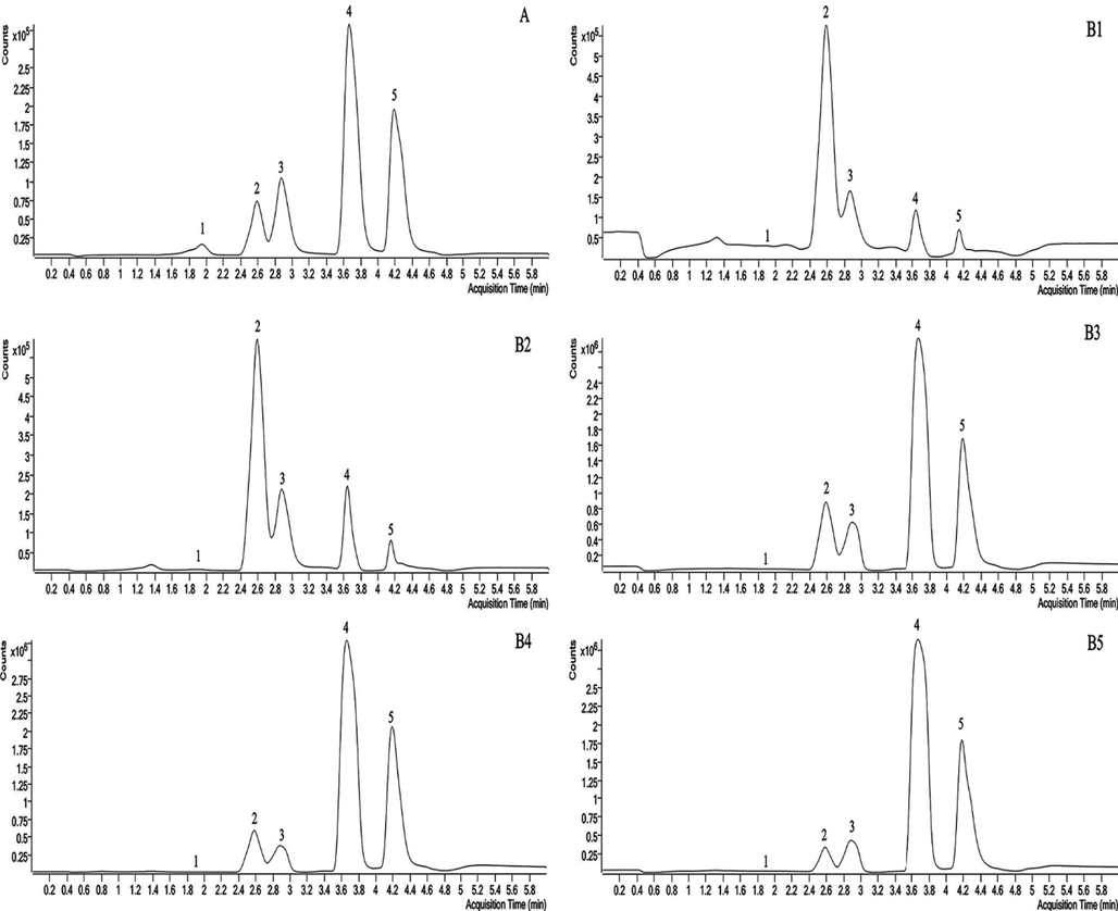 LC-MS diagram of representative coumarins in Radix Angelicae dahuricae at different periods Notes: 1: 7-hydroxycoumarin, 2: xanthotoxin, 3: bergapten, 4: imperatorin, 5: isoimperatorin, A: mixed control solution, B1: early March, B2: early May, B3: mid-July, B4: early September, B5: early November.