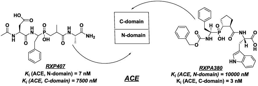 Structures of phosphinic peptide inhibitors RXP407 and RXPA380 that discriminate the 2 active sites of ACE.