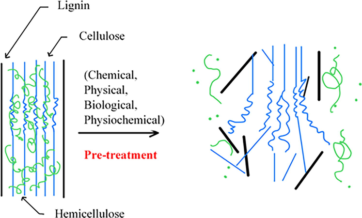 Disruption of lignocellulosic biomass structure due to pre-treatment process. Modified from Krishania et al. (2012).