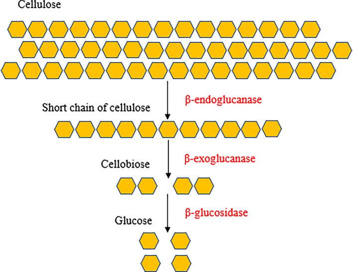 Schematic flow of cellulase enzymes over the degradation of the cellulose structure.