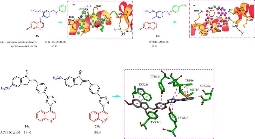 Structure of quinoline and their derivatives 23, 24.