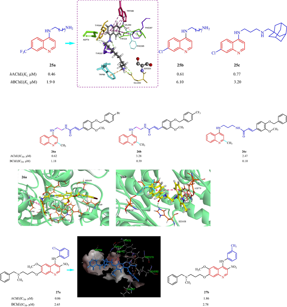 Structure of 4-aminoquinoline quinoline, 4-N-phenylaminoquinoline derivative 25–27.