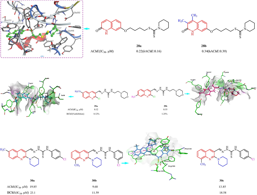 Structure of quinolinone-dithiocarbamate and quinoline-thiosemicarbazone 28–30.