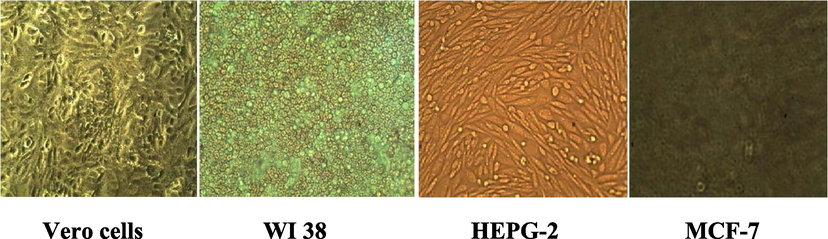 Vero cells: Cells from the kidney of green monkey; WI: fibroblast cells; HEPGII: Hepatoma cells; MCF-7: Cells from breast cancer.