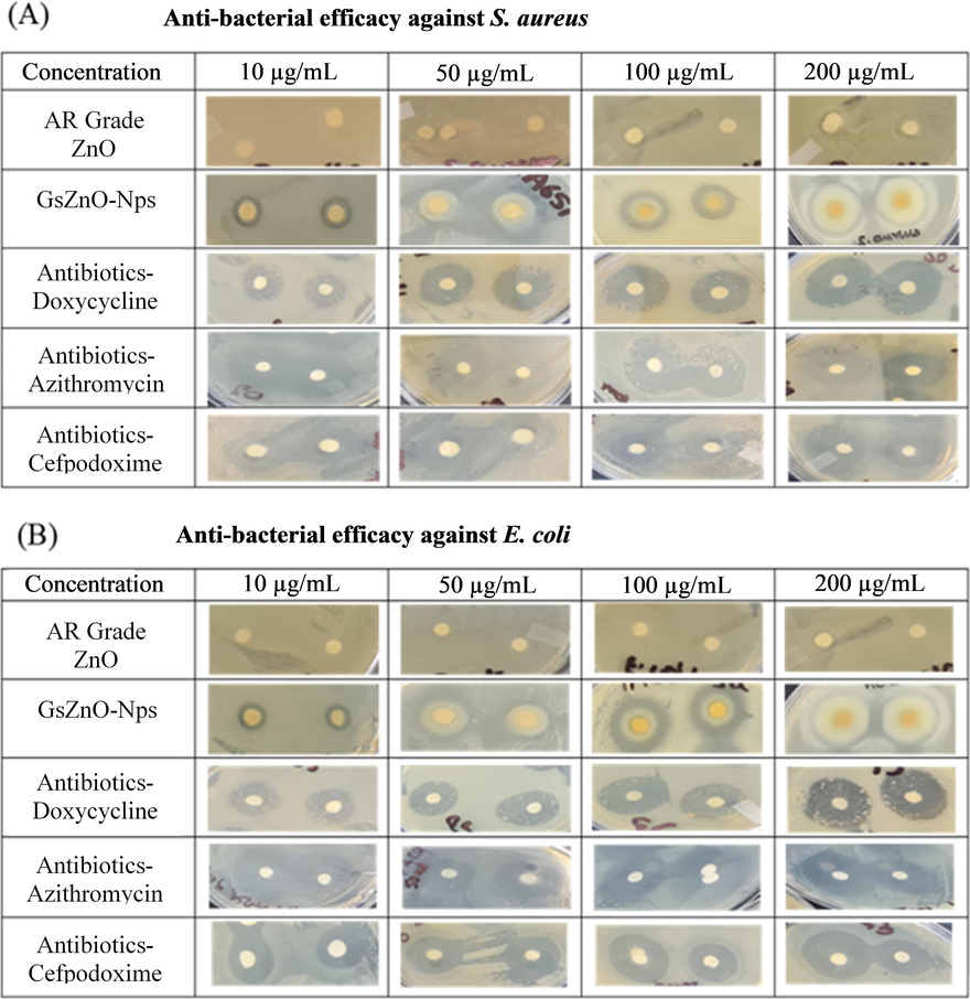 Anti-bacterial efficacy of AR Grade ZnO, GsZnO-Nps, vs standard drugs antibiotics (Doxycycline, Azithromycin and Cefpodoxime) against both Gram-positive and Gram-negative organism (A) S. aureus and (B) E. coli.