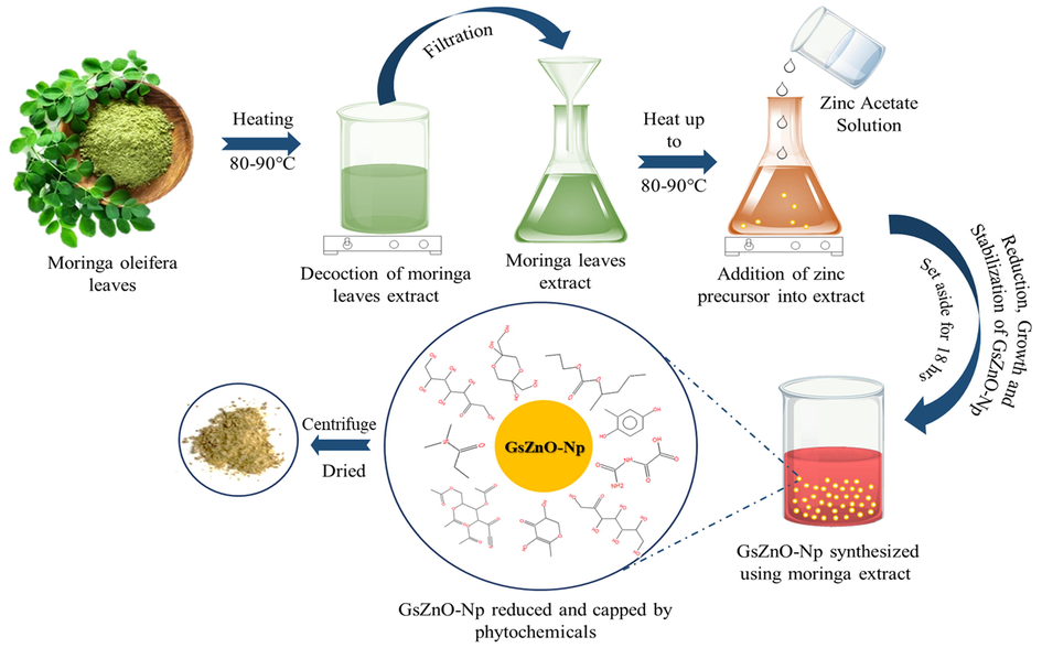 Systematic presentation of synthesis of GsZnO-Nps via Moringa oleifera leaves.