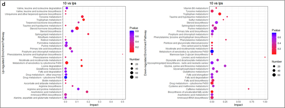 Enrichment analysis of differential metabolite pathways. The names of up-regulated metabolite enrichment pathways and down-regulated metabolite enrichment pathways are on the left side. The enrichment factor (Impact) is represented by the horizontal axis, the bubble size is the number of distinct metabolites engaged in this pathway, and the bubble color is the metabolic pathway's super metric test p-value. (a) LPS vs Control, (b) 0.1 μg/ mL SBE vs LPS, (c) 1 μg/ mL SBE vs LPS, (d) 10 μg/ mL SBE vs LPS.