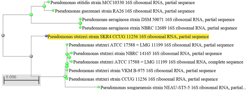 Neighbor or Joining Phenogram Shows Phylogenic Position of Strain SKR4 within the Genus Pseudomonas Based on 16S rRNA Gene Sequence Analysis.