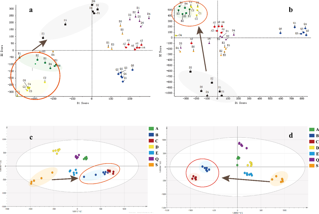 PCA and OPLS-DA score plots of crude and processed Fructus Corni (FC) in positive and negative ion modes. a: PCA (ESI+); b: PCA (ESI-); c: OPLS-DA (ESI+); d: OPLS-DA (ESI-). S: crude FC; Q: steamed FC; A: high-pressure steamed FC; B: wine steamed FC; C: high-pressure wine steamed FC; D: wine immersed FC; E: wine stir-fried FC.