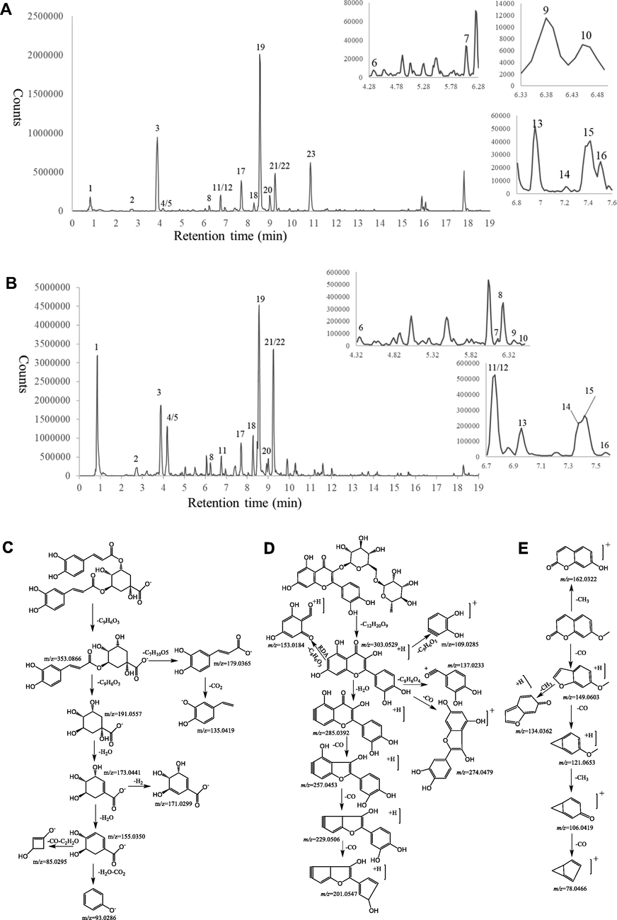 Chemical characterization of AJLEE. The base peak ion chromatograms of AJLEE corresponding to (A) Positive ion mode and (B) negative ion mode. Mass spectrometric fragmentation of (C) chlorogenic acids, (D) flavonoids and (E) coumarins.