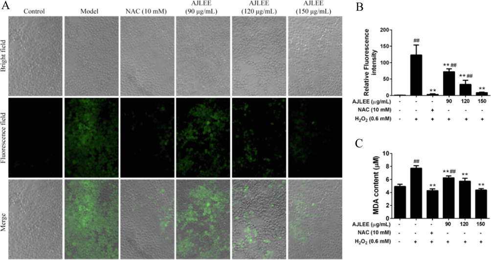 Antioxidant effect of AJLEE on H2O2-induced AML12 cells. (A) Images of AML12 cells treated with NAC (10 mM) or different concentrations of AJLEE (90, 120 and 150 μg/mL) for 6 h and then stimulated with 0.6 mM H2O2 for 30 min, followed by staining with 10 μM DCFH-DA for 30 min. After washing with PBS three times, cells were photographed using the ImageXpress Micro XLS system. (B) The fluorescence intensities as analyzed using IPP6.0 and expressed as a percentage of relative ROS level versus control cells. (C) The MDA content in the supernatant of AML12 cells pretreated with NAC (10 mM) or different concentrations of AJLEE (90, 120 and 150 μg/mL) for 1 h and then exposed to 0.6 mM H2O2 for 24 h. Values are expressed as means ± standard deviation (SD) from three experiments. ##P < 0.01 compared with the control group; **P < 0.01 compared with the model group.