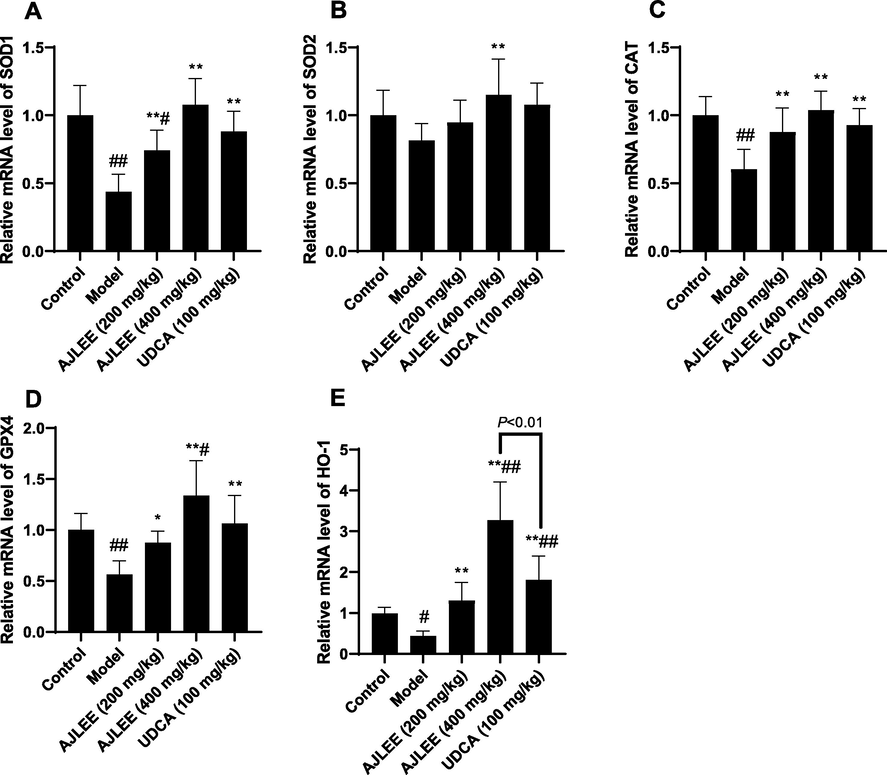 Relative mRNA levels of detoxification enzymes in liver: (A) SOD1; (B) SOD2; (C) CAT; (D) GPX4; (E) HO-1. Data are expressed as the mean ± SD (n = 8 in each group). #P < 0.05, ##P < 0.01 compared with the control group; *P < 0.05, **P < 0.01 compared with the model group.