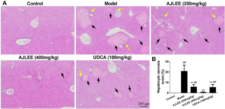 Effect of AJLEE on histological changes in liver tissue. (A) HE-stained liver sections of different treatment groups. Black arrows indicate necrosis of hepatocytes, and yellow arrows indicate infiltration of inflammatory cells. (B) Hepatocyte necrosis score: Three visual fields were randomly selected for each sample. The necrosis area in each field was measured with Image pro plus 6.0 (Media Cybernetics Co., USA), and the proportion of necrosis area in the field was calculated.. Data are expressed as the mean ± SD (n = 8 in each group). ##P < 0.01 compared with the control group; **P < 0.01 compared with the model group.