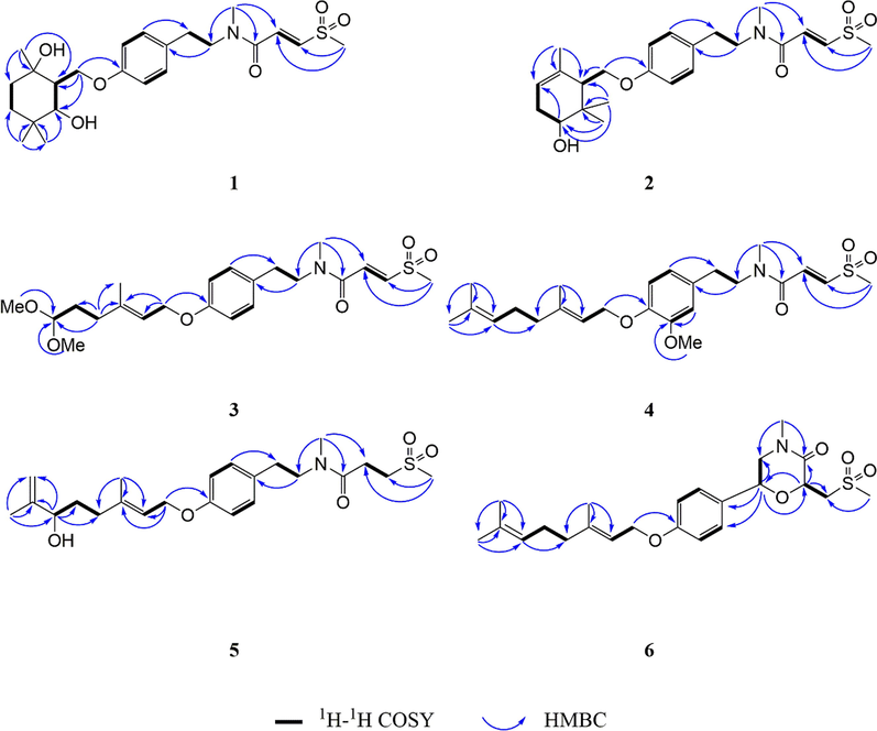 Key HMBC and 1H–1H COSY correlations of compounds 1–6.
