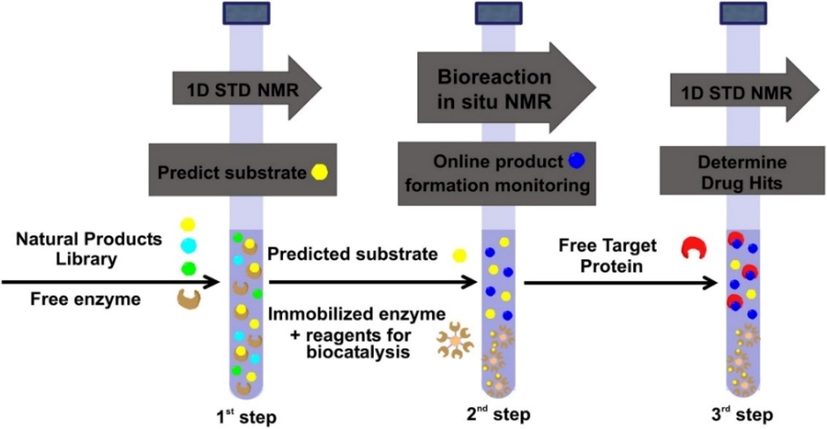 The three steps of the NMR tube bioreactor. 1st Step: Prediction of the capacity of natural products to serve as enzyme substrates with 1D STD NMR, 2nd Step: Multiple biotransformation products monitoring through 1D 1H NMR is exploited of the predicted substrates with immobilized enzymes, 3rd Step: Evaluation of the interaction of the enzymatic products with a pharmaceutical protein target with 1D STD NMR (reprinted with permission of Elsevier B.V., from Chatzikonstantinou et al., 2018).