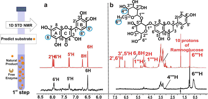 NMR based predictiοn of isolated compounds to act as enzymatic substrates. A schematic representation of the 1st Step applied in a single compound is shown on the left: Prediction of the capacity of natural products to serve as enzyme substrates through 1D STD NMR. Selected region of STD NMR spectra of a, quercetin, b, naringin, with free CALB in 65 % PBS in D2O, 35 % ACN d3 at 298 K. The reference 1H NMR spectra are colored in red and the difference 1H NMR spectra are colored in black. The protons of the putative enzymatic substrates identified to interact with the free enzyme are highlighted in filled blue circle (reprinted with permission of Elsevier B.V., from Chatzikonstantinou et al., 2018).