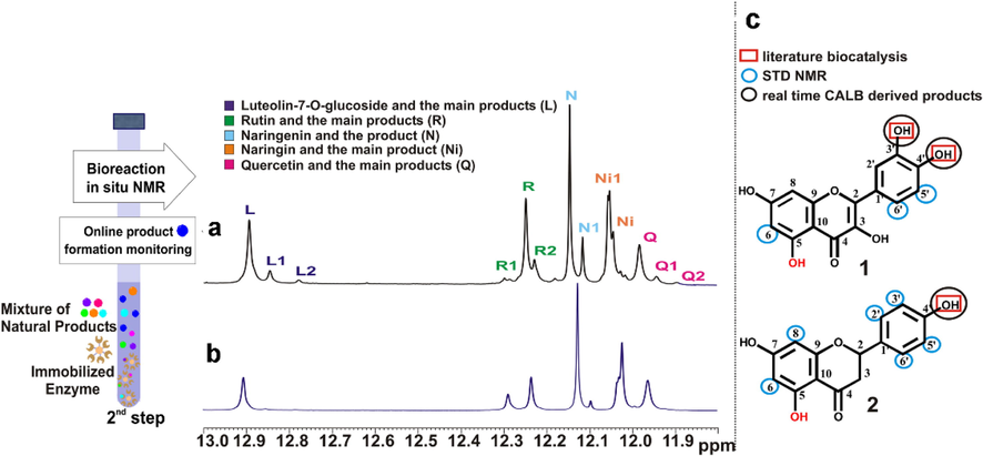 Real time multiple biotransformation products monitoring in 2nd Step of the NMR tube bioreactor. Selected region (OH5 protons) of the 1H NMR spectra of the crude CALB Novozyme 435 mediated biotransformation of a mixture of 5 flavonoids (quercetin (Q), naringenin (N), rutin (R) and luteolin-7-O-glucoside (L), naringin (Ni)) a, at 240 h and b, at 48 h, in ACN d3 at 290 K. c, The protons of quercetin (Q) and naringenin (N) identified to interact with the free enzyme are marked on the 2D structures by blue circles, the literature reported positions to be biotransformed are labeled in red squares, and the real time CALB Novozyme 435 derived products are labeled with black circles (reprinted with permission of Elsevier B.V., from Chatzikonstantinou et al., 2018).