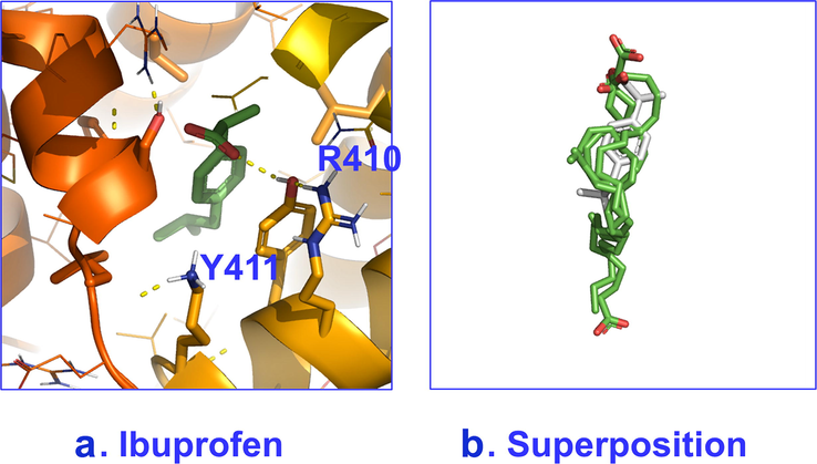 Poses with best scores for binding site 4 of HSA with: a. ibuprofen and b. superposition of caproleic, oleic, linoleic and α-linolenic acids and ibuprofen