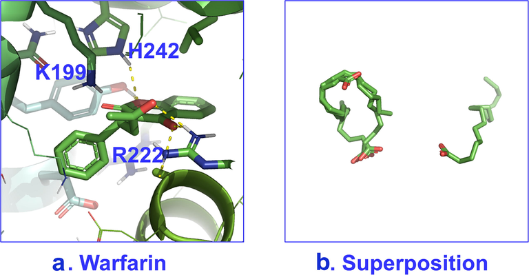 Poses with best scores for binding site 7 of HSA with: a. warfarin and b. superposition of caproleic, linoleic and α-linolenic acids; for α-linolenic acid, spatial deviation is observed with respect to the rest of the FFAs.