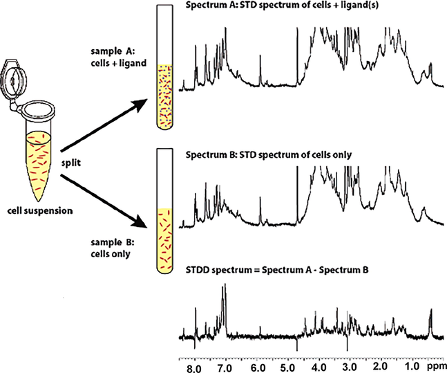 Schematic overview of the Saturation Transfer Double Difference (STDD) NMR method to detect binding of ligands (denoted by purple dots) to membrane-bound proteins in living cells (denoted by red dots). A cell suspension is split up into two NMR tubes. Sample A contains also the added ligands. Sample B contains only the cell suspension. Top: STD NMR spectrum of ligand and cells containing the transmembrane receptor. The spectrum contains the STD signals from the added ligand and the other binding processes in the cell. Middle: STD NMR spectrum of cells containing the transmembrane receptor. The STD NMR spectrum contains all signals from binding processes within the cell. No ligand receptor interactions can occur. The STDD spectrum (bottom) is obtained by subtracting the cell STD spectrum (middle) from the cell/ligand STD spectrum (top) (reprinted with permission of the American Chemical Society, from Claasen et al., 2005).
