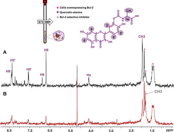 STD 500 MHz in-cell NMR spectra of (A) 3′ quercetin-alanine (purple color annotation) (1.4 mm) within Jurkat Bcl-2 cells and (B) 3′ quercetin-alanine (1.4 mm) within Jurkat Bcl-2 cells in the presence of the selective inhibitor HA14-1 (gray color annotation) (0.2 mm). Residual signals from the cells appear at 0.97 and 1.35 ppm annotated with asterisks. The multiplet at 1.4 ppm annotated with an asterisk is attributed to alanine and N-carboxy alanine due to hydrolysis of the quercetin conjugate (reprinted with permission of Federation of European Biochemical Societies, from Primikyri et al., 2018).