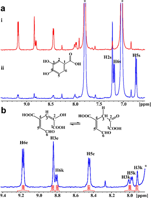 Biotransformation of PCA (1 mM) by PcaA (8 μΜ), inside the NMR tube. (a) 1H NMR spectra 2 h (blue spectrum, (i)) and 24 h (red spectrum, (ii)) after the addition of PCA to protocatechuate 4,5 dioxygenase. 1H NMR resonances of the substrate are shown in the blue spectrum. The asterisk (*) denotes protons of imidazole present in the buffer. (b) Expanded region (7.8–9.4 ppm) of the 1H NMR spectrum of Figure 6aii and the chemical structures of the enol (left) and keto (right) forms (Tsagogiannis et al., 2021).