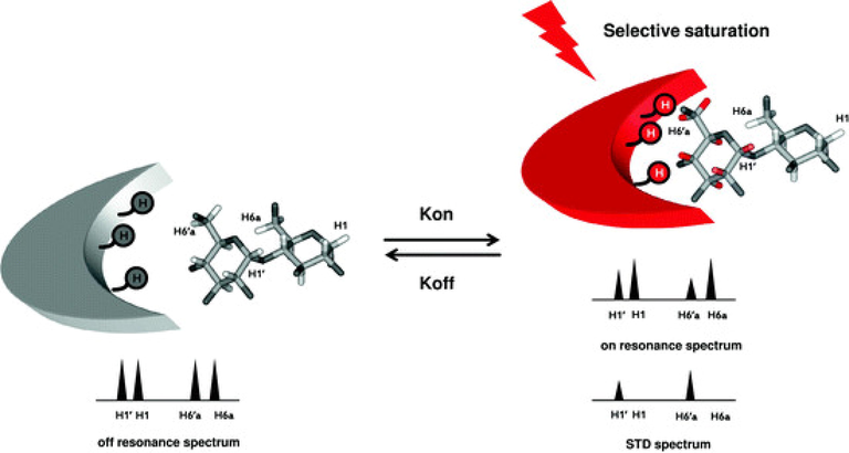 STD NMR experiment. Resonances of the protein are selectively saturated (red arrow) and rapidly transferred by spin diffusion throughout the protein. Intermolecular NOE transfer results in a decrease in the signal intensity of the protons of the ligand in close contact with the protein (protons in red). Graphically in the example the H1,1΄ and H6,6΄a resonances are shown. These changes are visual after subtraction of the on– to off-resonance spectrum in the STD spectrum (reprinted with permission of Springer-Verlag, from Marcelo et al., 2012).