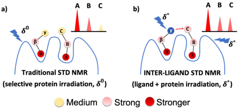 The IL-STD NMR approach: (a) STD NMR with selective irradiation (δ0) on protein protons; (b) STD NMR with selective irradiation (δ∗) on “reporter ligand” proton γ (supposed to be close to proton C of the adjacent “ligand of interest”) as well as on protein protons. The analysis of the IL-STD NMR experiment is focused exclusively on the protons (A, B, C) of the ligand of interest (Monaco et al., 2022).