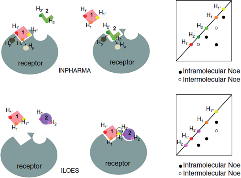 The inter-ligand nuclear Overhasuer effect (ILOE) versus the ILOE for pharmacophore mapping (INPHARMA) experiment. Hp, Hp΄, H1, H1′, H1″ and H2, H2′ represent protons of the protein (grey), the reference molecule (1, pink) and the fragment (2, green or violet). Arrows represent the magnetization transfer between two protons. Schematic representations of nuclear Overhasuer effect spectroscopy (2D NOESY) spectra are also shown. Black dots represent intramolecular nuclear Overhauser effects (NOEs) and white dots represent intermolecular NOEs (reprinted with permission of Springer, from Cala, 2014).