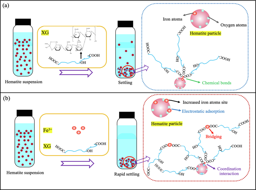 Graphical illustration of aggregation model of fine hematite particles suspension using XG in the presence of FeCl3⋅6H2O.