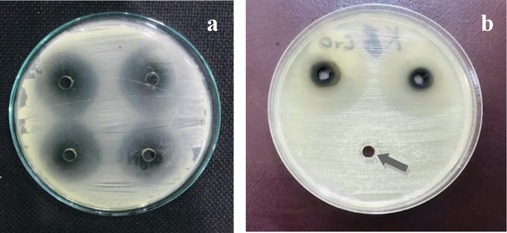 MH-agar plates showing (a) strong antibacterial effect of Cr2O3-NPs; (b) no antibacterial effect of honey as indicated by the arrow.