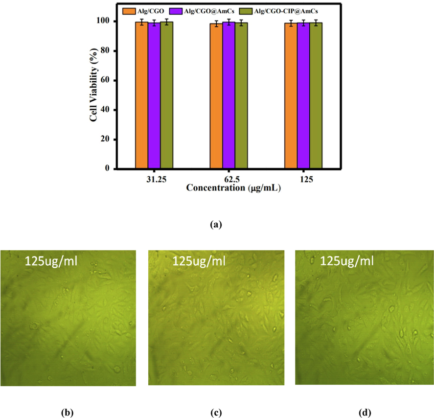 (a) In vitro cell viability assay of Wi38 cell incubated with Alg/CGO,Alg/CGO(15%)@AmCs(1%), and Alg/CGO(15%)-CIP@AmCs(1%) at different concentrations. Optical micrograph of Wi38 treated with (b) Alg/CGO, (c) Alg/CGO@AmCs and (d) Alg/CGO-CIP@AmCs composie microbeads at a concentration of 125 µg/mL.