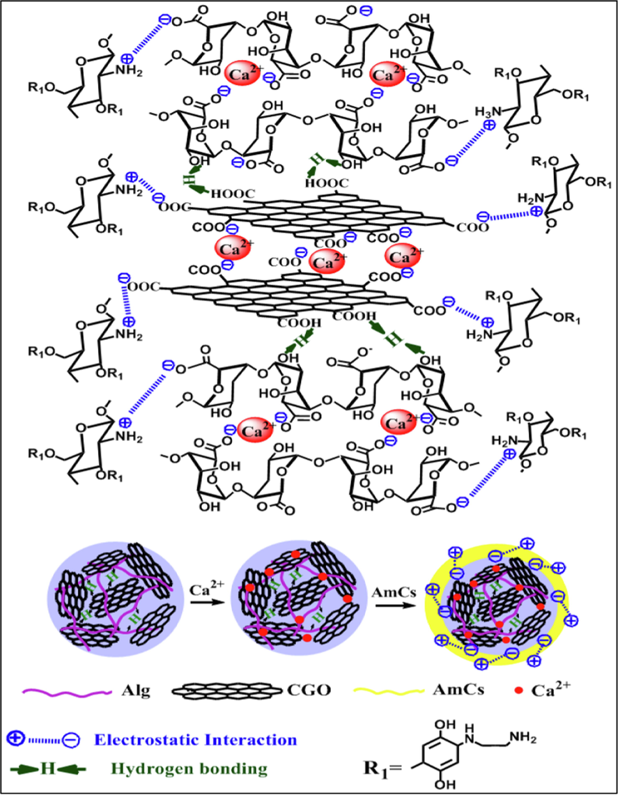 The possible interactions between functional groups of composite microbeads components.