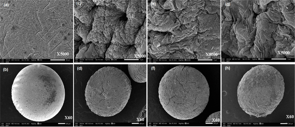 SEM images for surface and whole microbeads of (a, b) Alg, (c, d) Alg/CGO, (e, f) Alg/CGO@AmCs and (g, h) Alg/CGO-CIP@AmCs composite microbeads at different magnifications.