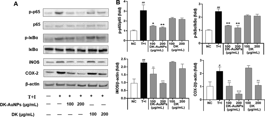 Effect of DK-AuNPs on NF-κB translocation in T + I stimulated HaCaT cells. (A) Protein expression of p65, IκBα, iNOS, and COX-2 in HaCaT cells. (B) Results were quantified using the Image J software. Asterisks in the column indicate significant differences between sample and control *, #, p < 0.05; **, ##, p < 0.01; ***, ###, p < 0.001; ns, not significant.